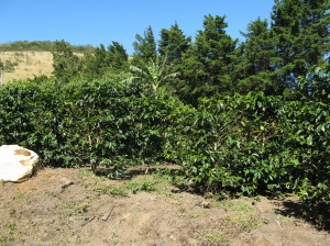 Picture 4. Small coffee plantation