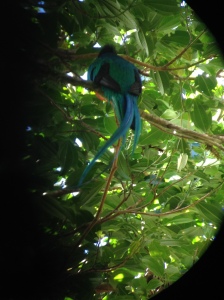 Picture 2. Resplendent Quetzal